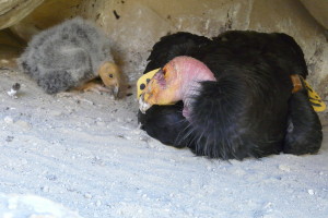 california-condor-chick
